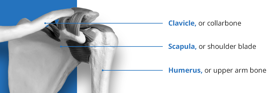 The anatomy of the shoulder