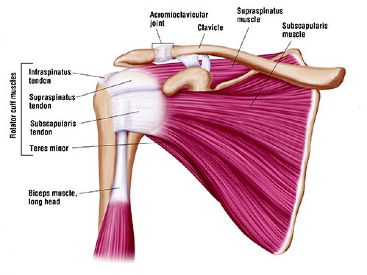 Rotator Cuff Tears: You can get back to normal even with a full Rotator Cuff  Tear