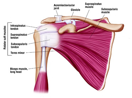 Can physiotherapists help with a Rotator Cuff Tear? — Mainway